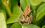 Nursery Web Spider (Genus pisaura)